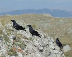 Черные вороны на Караби