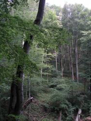 Буковый лес на склонах хребта Эльх-Кая