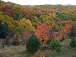 Осенний лес в верховьях реки Су-Ат