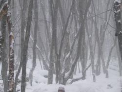 Зимний лес на Чатырдаге
