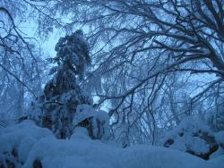 Лес в Тиссовом ущелье зимой