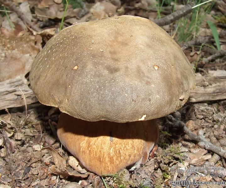Съедобный трубчастый гриб