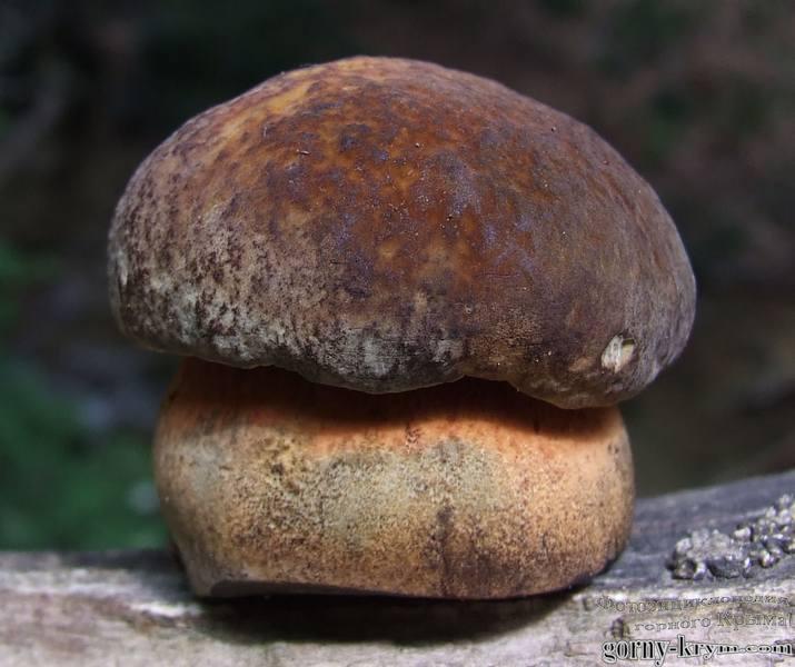 Съедобный трубчастый гриб
