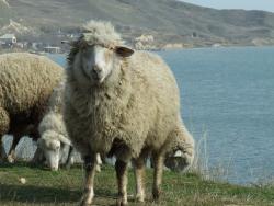 Овца на берегу у мыса Фонарь