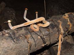 Подземные грибы в пещере Вялова на Чатырдаге
