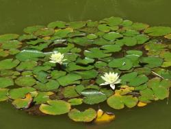 Белые лилии на озере в Никитском ботаническом саду