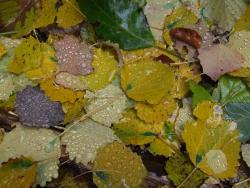 Листья осины после дождя