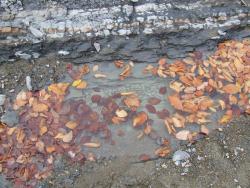 Вода в ущелье Чигенитра осенью