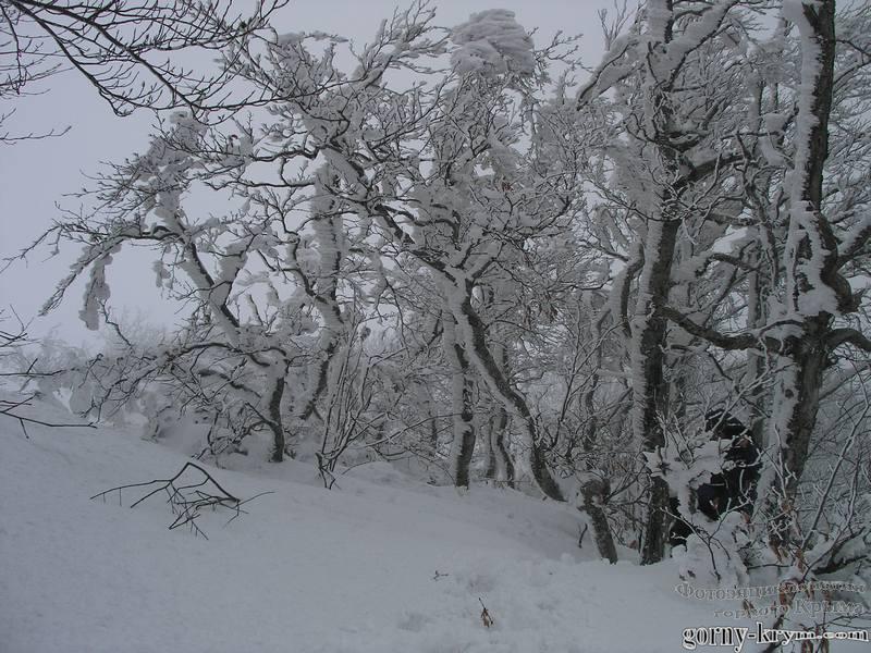На Чатырдаг-яйле зимой
