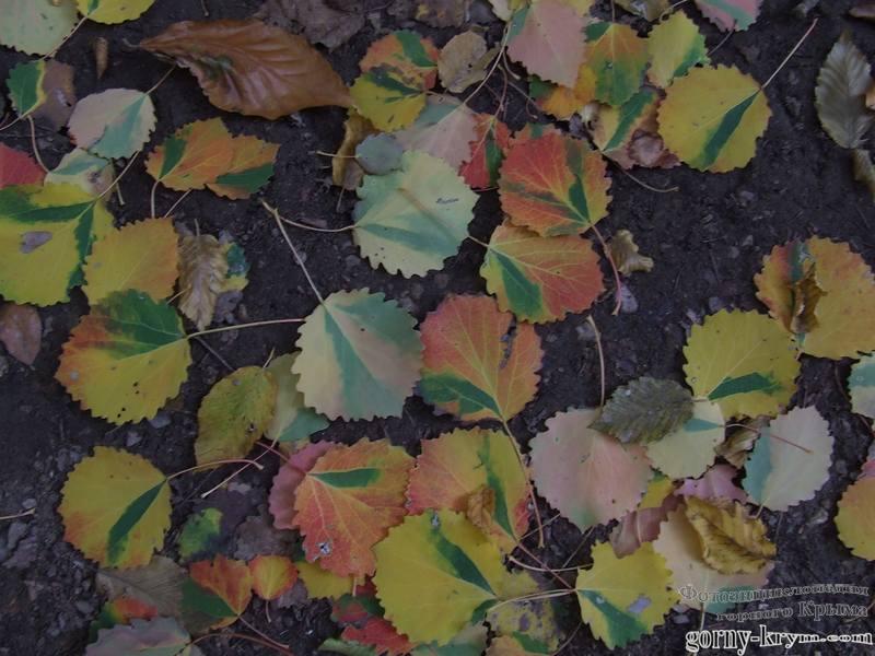 Листья осины осенью