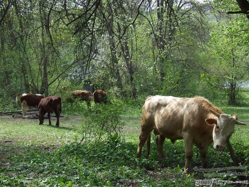 Коровы на Ай-Димитрии