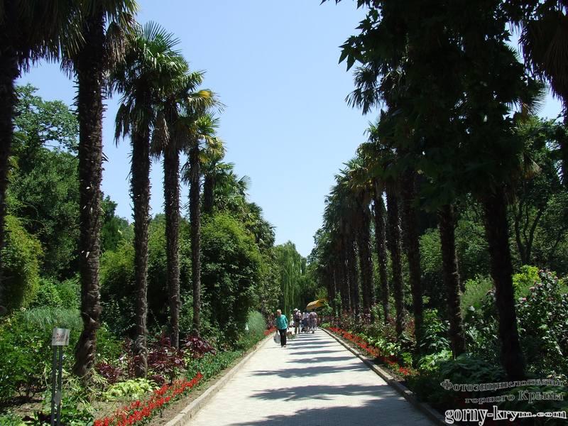 Пальмовая аллея в Никитском ботаническом саду