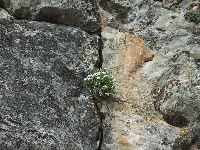 Весенние цветы на скале