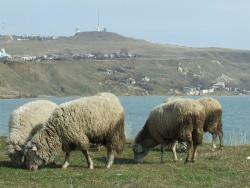 Овцы на берегу у мыса Фонарь