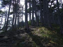 Лес из Крымской сосны в Ялтинском горно-лесном заповеднике