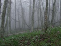 Весенний грабовый лес в тумане