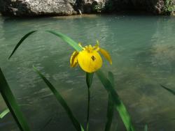 Цветок у Черной реки