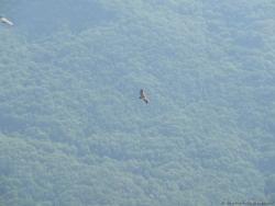 Орел парит над лесами
